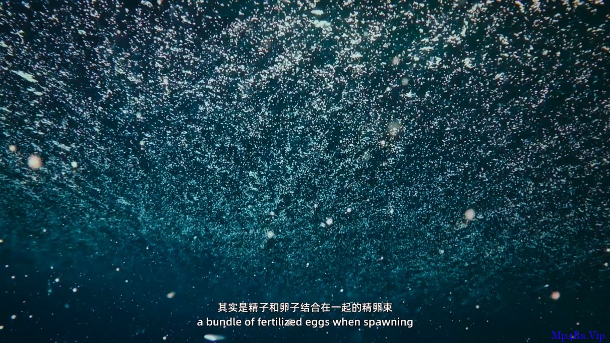 [2019] [大陆] [纪录] [BT下载][水下中国.第4集][WEB- MKV/1.19GB][国语中字][1080P][中国首部大型水下生态系列纪录片]