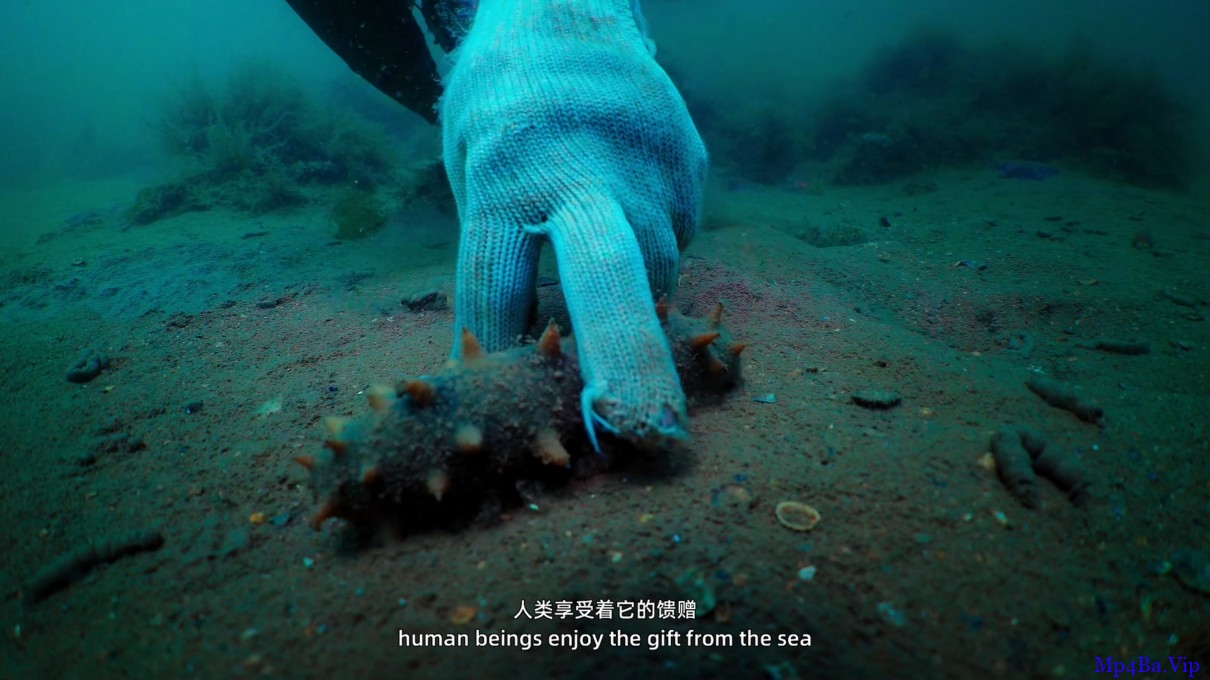 [2019] [大陆] [纪录] [BT下载][水下中国.第3集][WEB- MKV/1.26GB][国语中字][1080P][中国首部大型水下生态系列纪录片