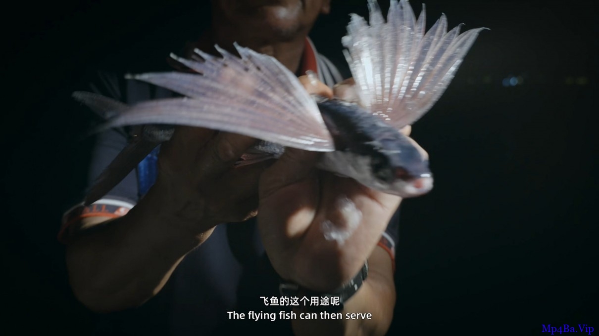 [2019] [大陆] [纪录] [BT下载][水下中国.第3集][WEB- MKV/1.26GB][国语中字][1080P][中国首部大型水下生态系列纪录片