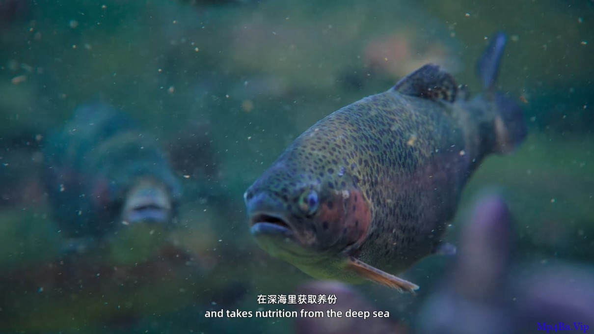 [2019] [大陆] [纪录] [BT下载][水下中国.第6集][WEB- MKV/1.42GB][国语中字][1080P][中国首部大型水下生态系列纪录片]