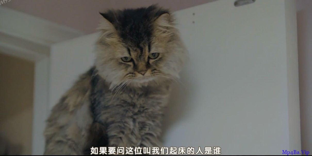 [12只猫的旅行][HD-MP4/1.2G][韩语中字][1080P][与小猫们的浪漫之旅]