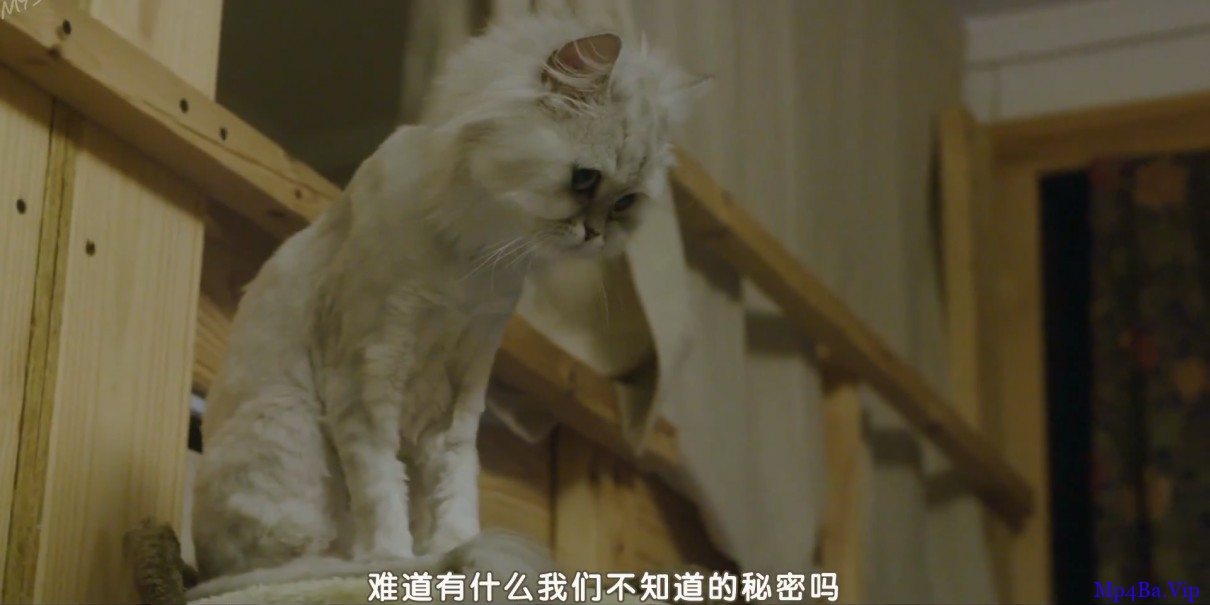 [12只猫的旅行][HD-MP4/1.2G][韩语中字][1080P][与小猫们的浪漫之旅]