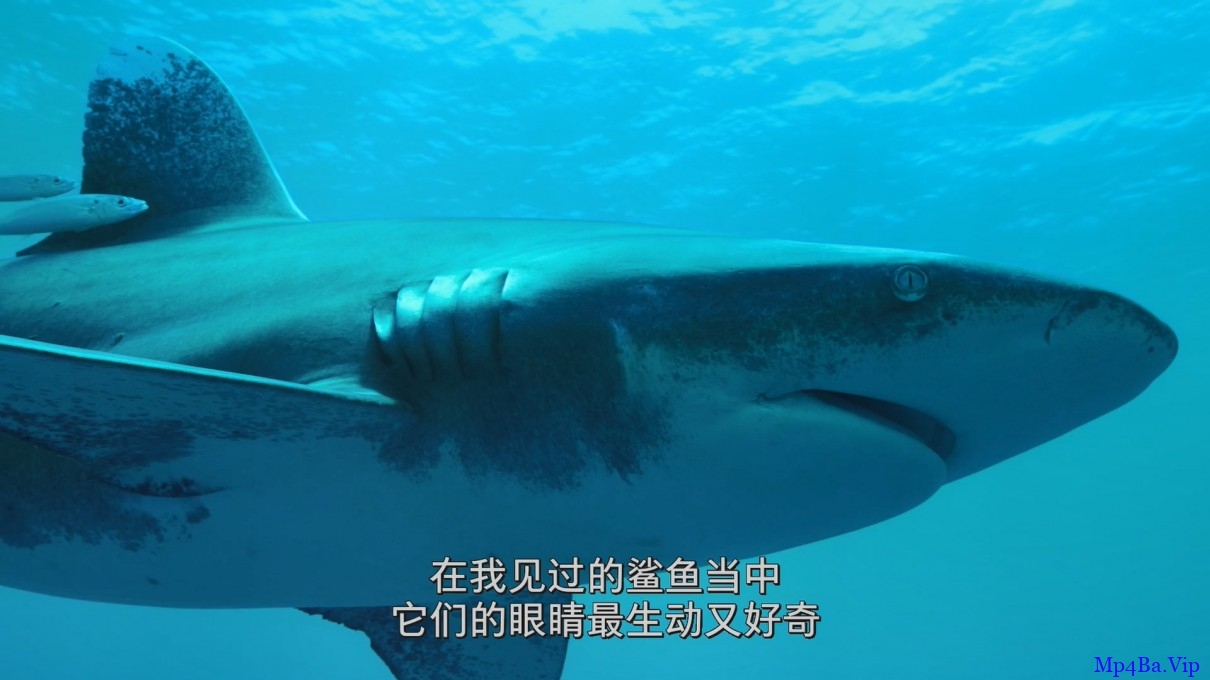 [2018] [欧美] [纪录] [BT下载][鲨鱼海洋：灭绝][BD- MKV/1.67GB][英语中字][1080P][加拿大鲨鱼保护纪录片 豆瓣8.5高分]