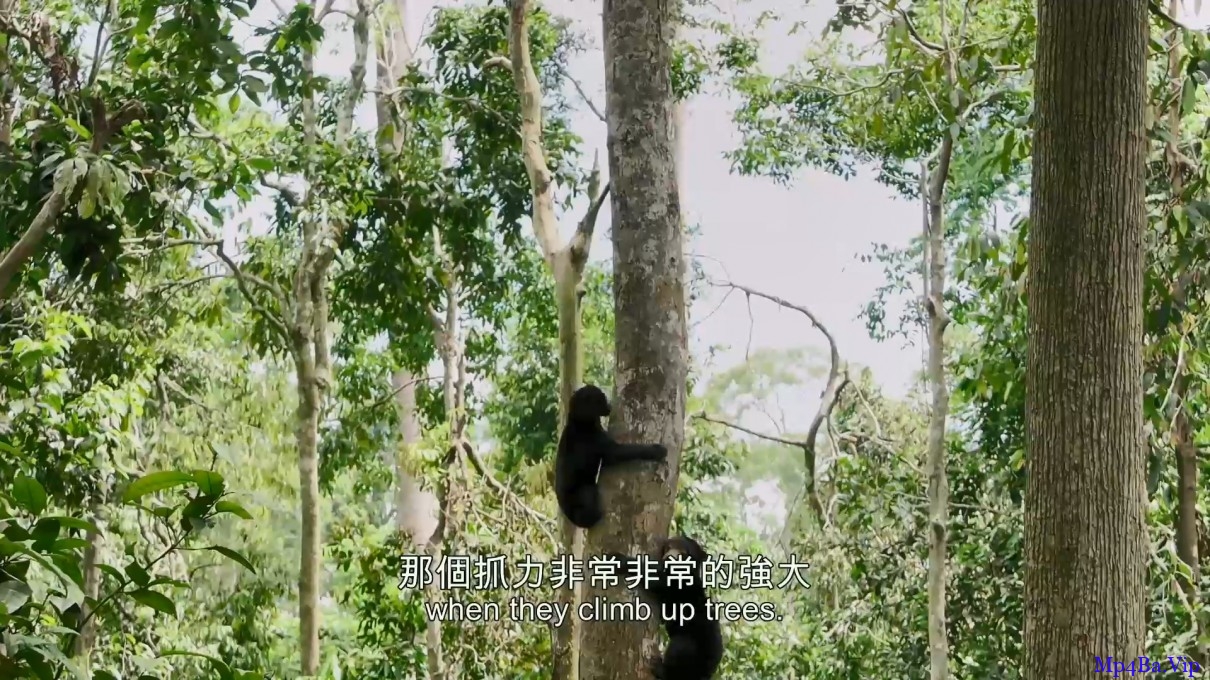 [黑熊来了][HD-MP4/2.1G][国语中字][1080P][台湾个人首部山林生态电影]