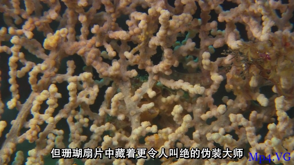 [赤道系列：丰富的珊瑚礁][HD-MP4/913MB][国语中字][1080P][欧美高质量海底世界记录]