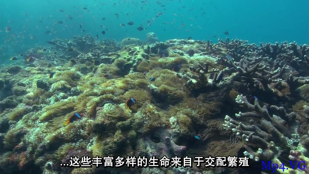 [赤道系列：丰富的珊瑚礁][HD-MP4/913MB][国语中字][1080P][欧美高质量海底世界记录]