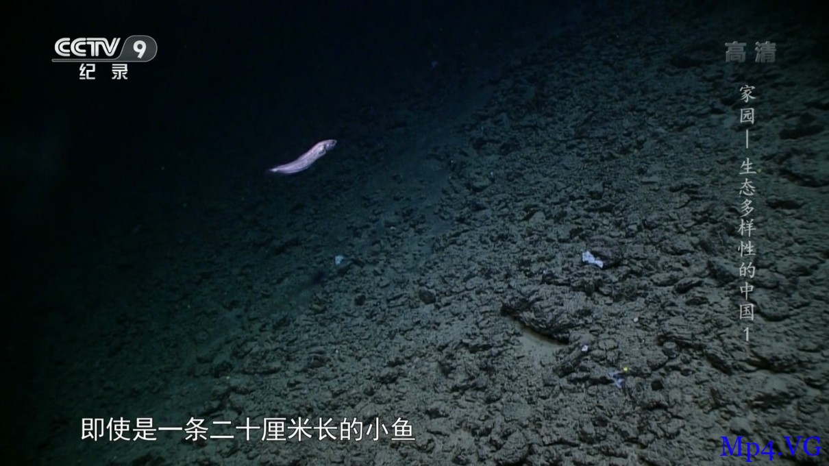 [海洋 生态多样性的中国][HD-MKV/1.4GB][1080P][国语中字][海洋生态系统中物种的故事]