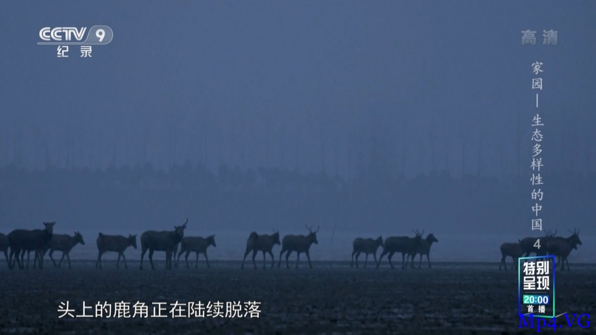 [湿地 生态多样性的中国][HD-MKV/1.4GB][1080P][国语中字][湿地生态系统中物种的故事]
