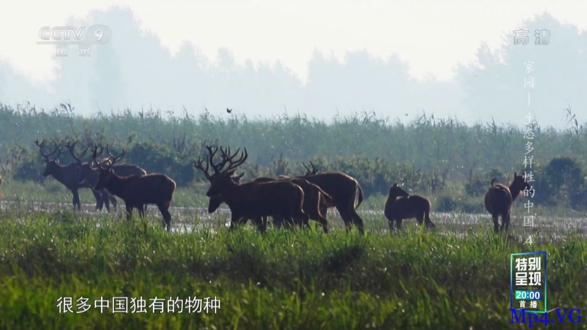 [湿地 生态多样性的中国][HD-MKV/1.4GB][1080P][国语中字][湿地生态系统中物种的故事]