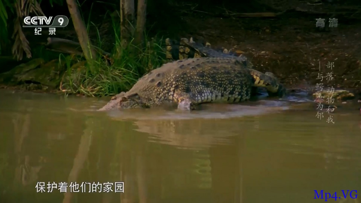 [部落 动物和我.下][HD-MKV/1.27GB][1080P][国语中字][鳄鱼的神秘世界 与鳄鱼为邻]