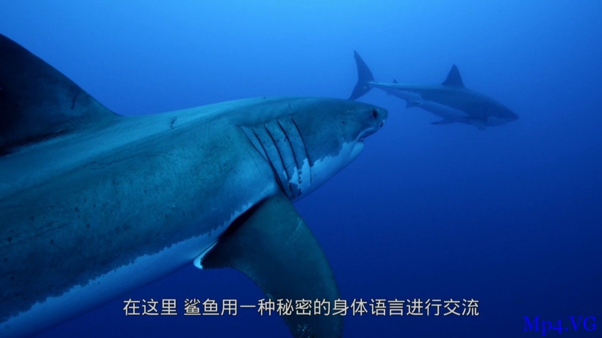 [鲨鱼 / 碧海狂鲨 中][BD-MKV/1.46GB][1080P][英语中字][豆瓣9.6高分纪录片]