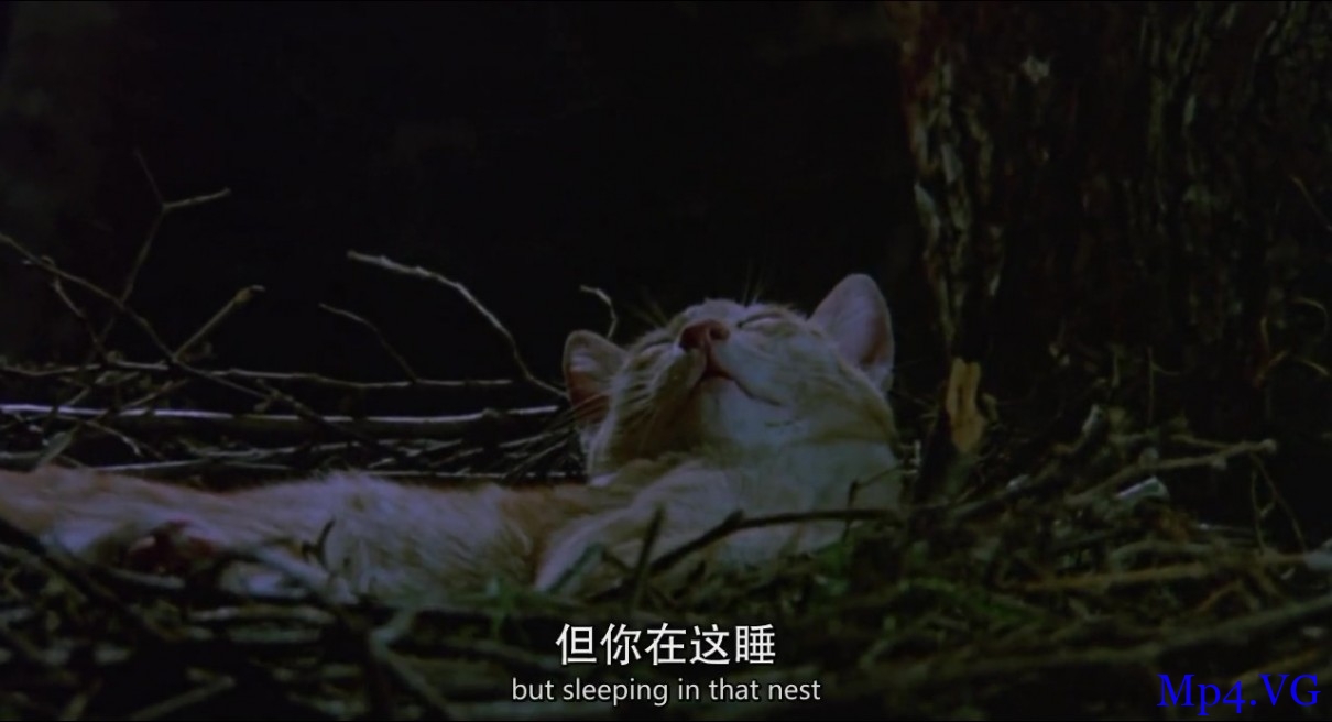 [小猫的故事][HD-MP4/1.46G][中文字幕][1080P][猫咪故事的电影]