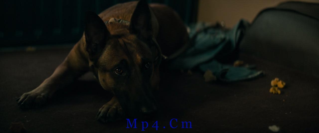 [忠犬][BD-MKV/5.38GB][中英字幕][1080P][H265编码][蓝光压制]