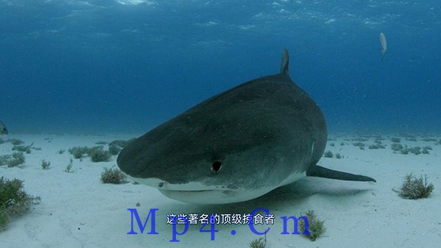 [人鲨大战][HD-MP4/2.4GB][中字][1080P]